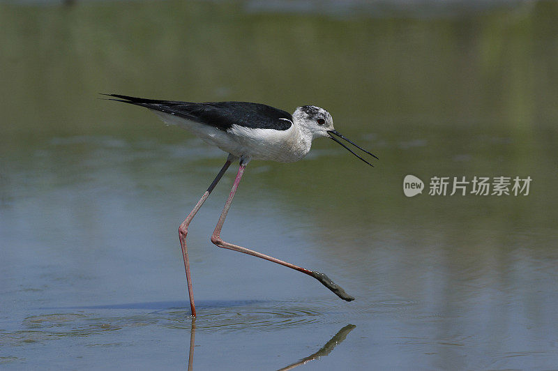 黑翼高跷(Himantopus Himantopus)